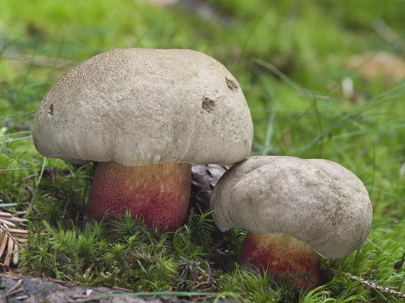 Boletus calopus